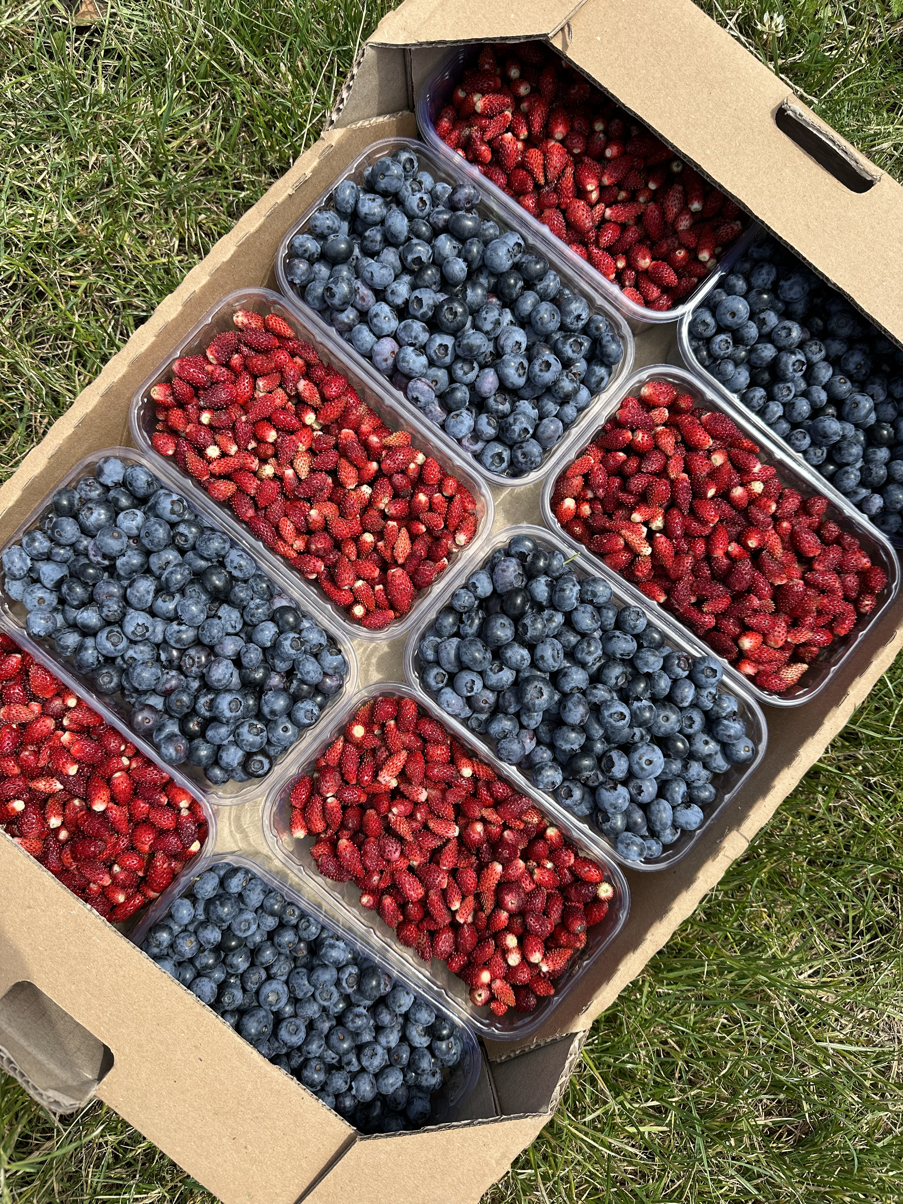 Organic farming box