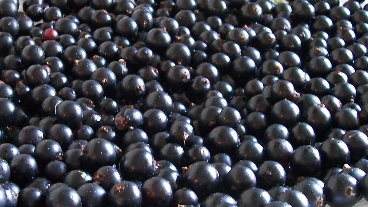 Blackcurrant