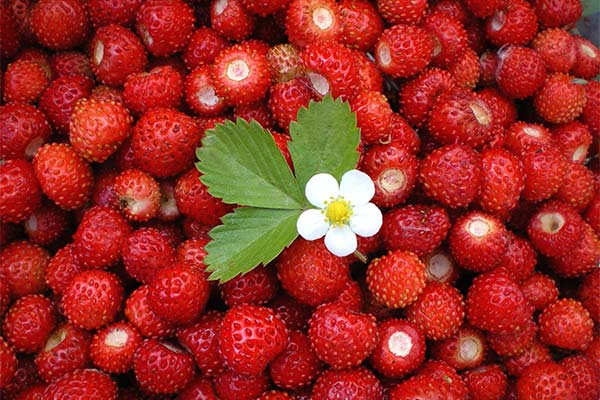 Wild Strawberry